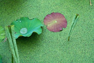 IGN视频确定《怪物猎人：荒野》“铠龙”将回归